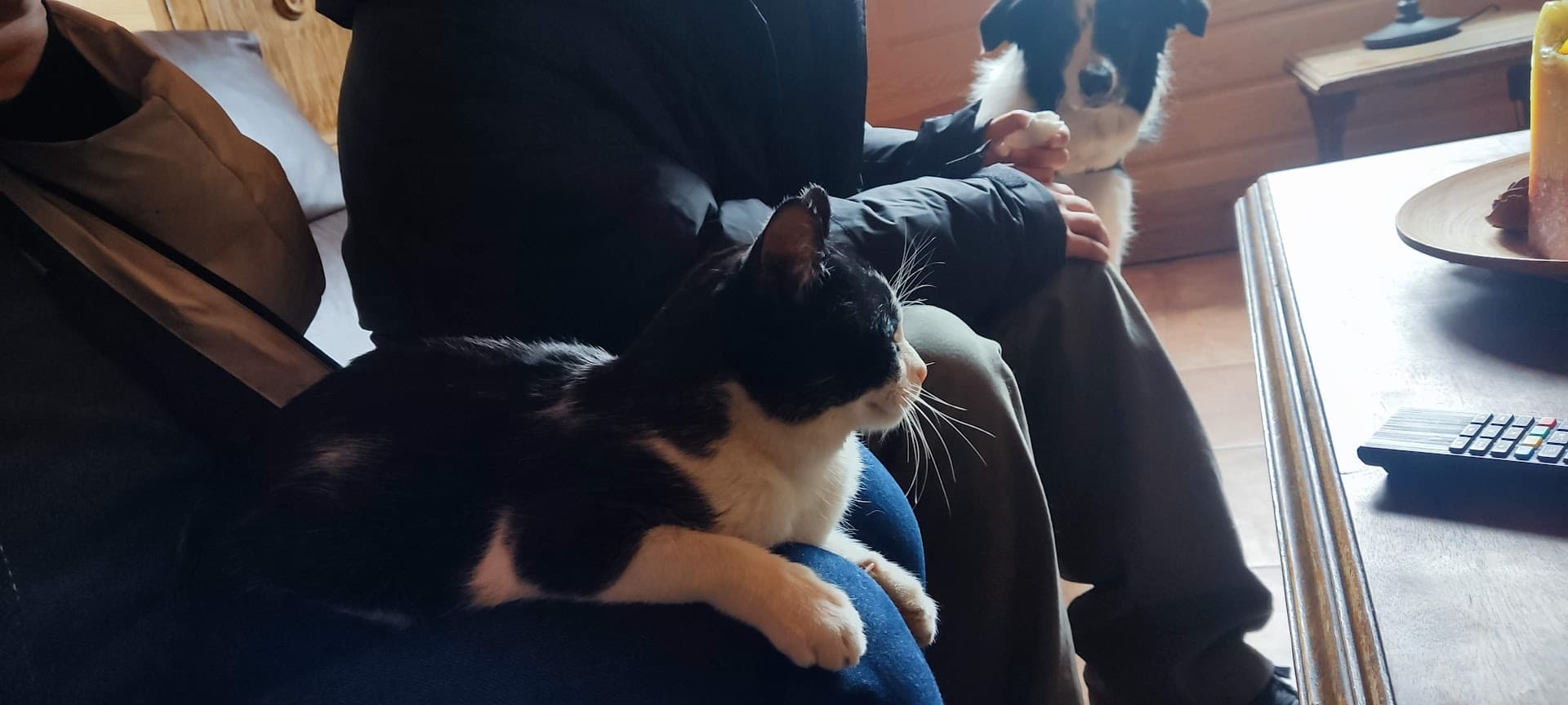 一知不怕人的小猫